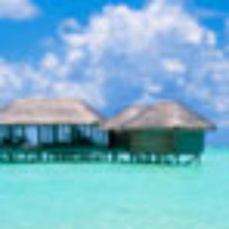 Yellow Whole Chicken